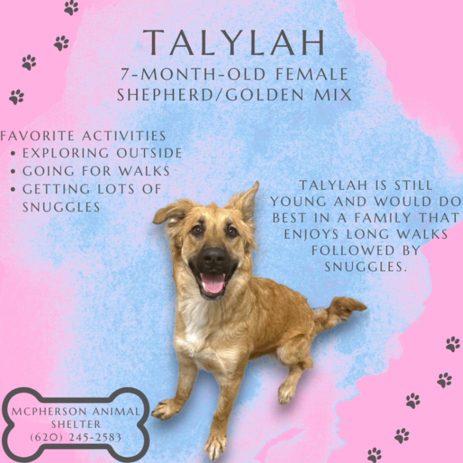 Dog for adoption Talylah, a Golden Retriever & German Shepherd Dog
