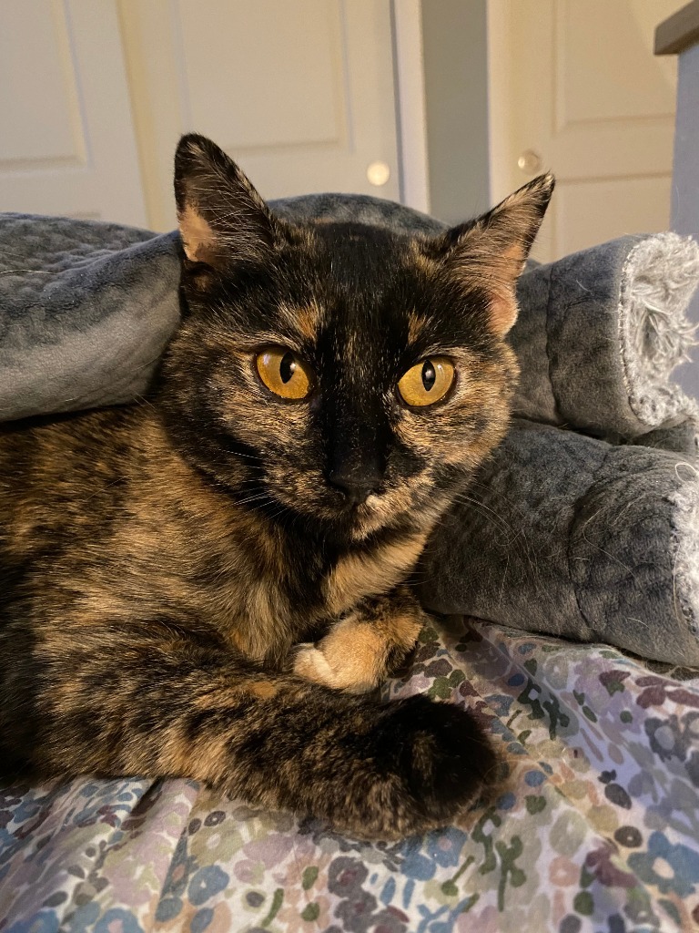 Tsvila, an adoptable Domestic Short Hair in Fort Lupton, CO, 80621 | Photo Image 1