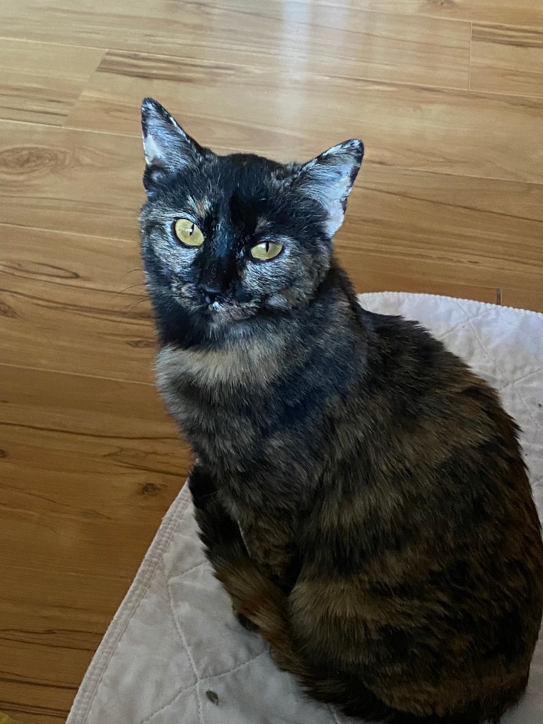 Tsvila, an adoptable Domestic Short Hair in Fort Lupton, CO, 80621 | Photo Image 3