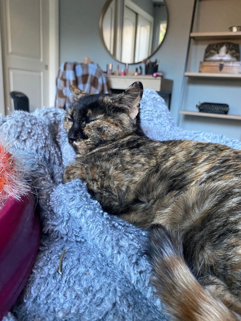 Tsvila, an adoptable Domestic Short Hair in Fort Lupton, CO, 80621 | Photo Image 6