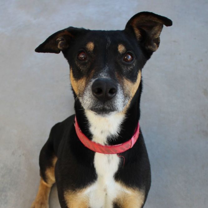 Dog for adoption Odin, a Rottweiler & Shepherd Mix in McPherson, KS