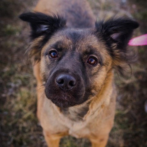 Milly, an adoptable Mixed Breed in Great Falls, MT, 59404 | Photo Image 3