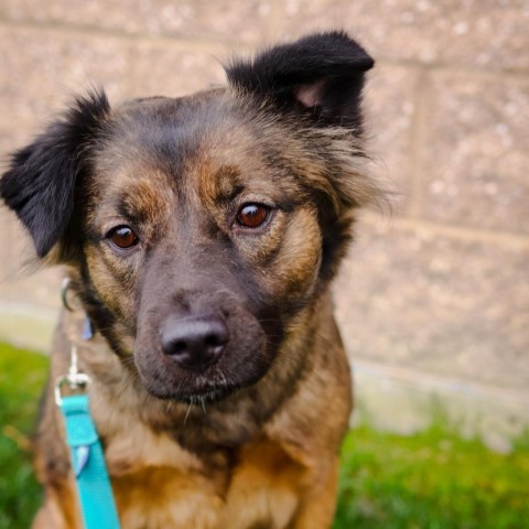 Milly, an adoptable Mixed Breed in Great Falls, MT, 59404 | Photo Image 4