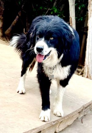 Tibetan mastiff store border collie mix