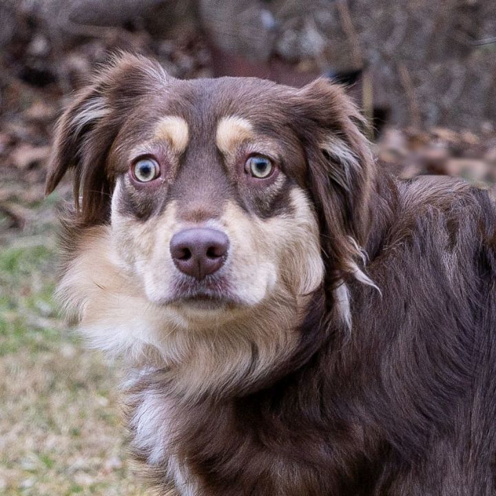 Australian sales shepherd petfinder