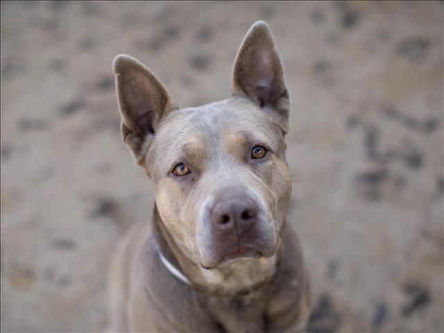 Dog for adoption - BRIELLE, a Labrador Retriever & Pit Bull Terrier Mix ...