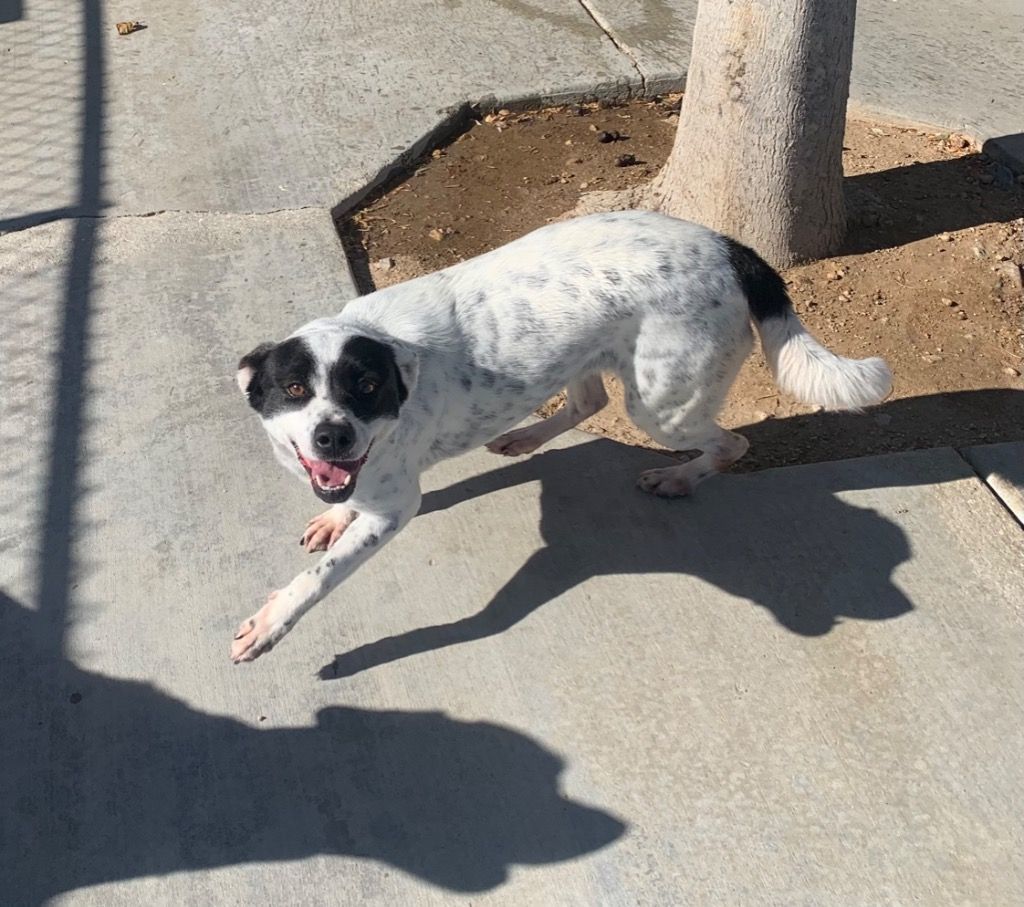 Dog for adoption - Oreo, a Labrador Retriever in Twentynine Palms, CA ...