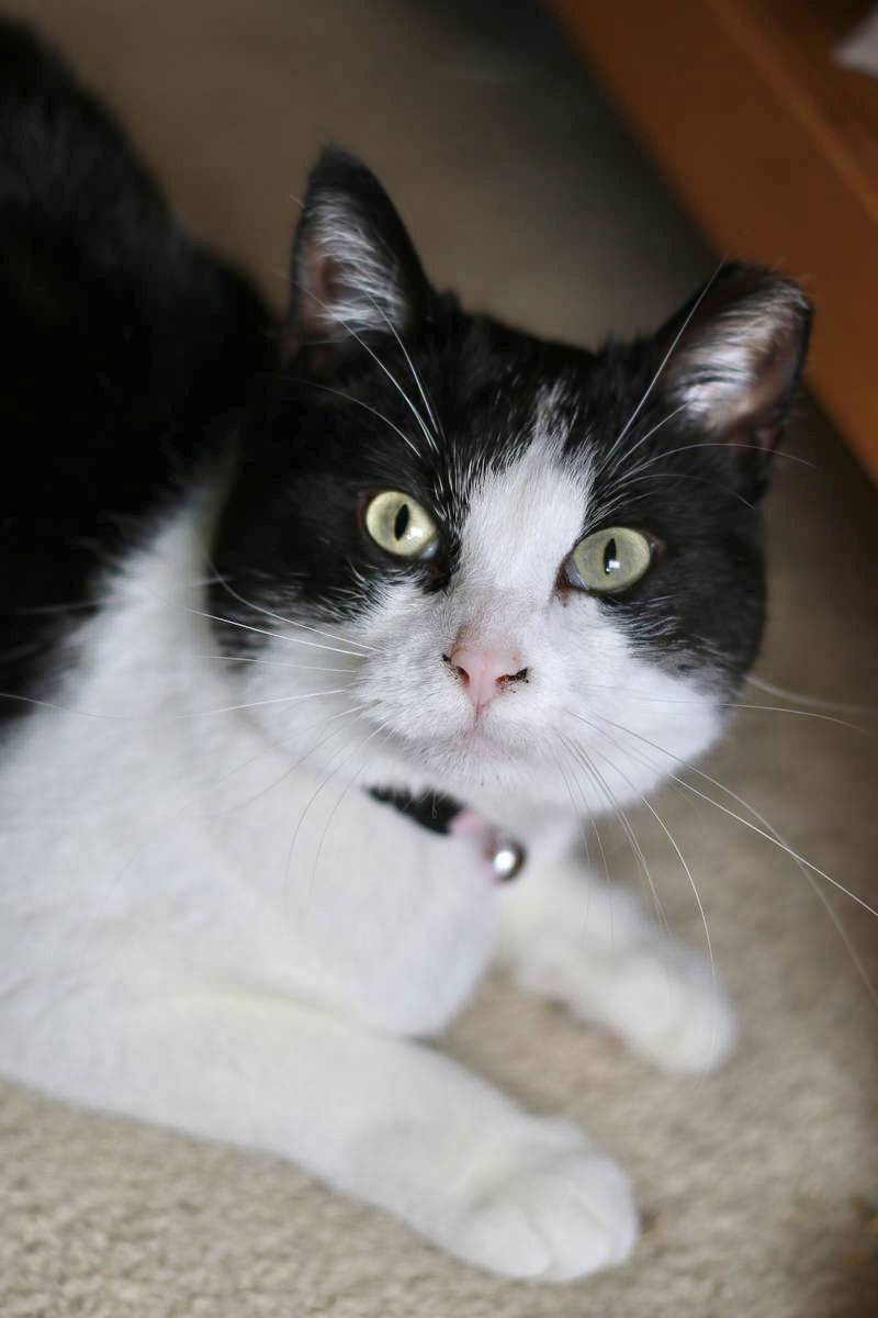 Mindy, an adoptable Domestic Short Hair, Tuxedo in Mankato, MN, 56001 | Photo Image 1