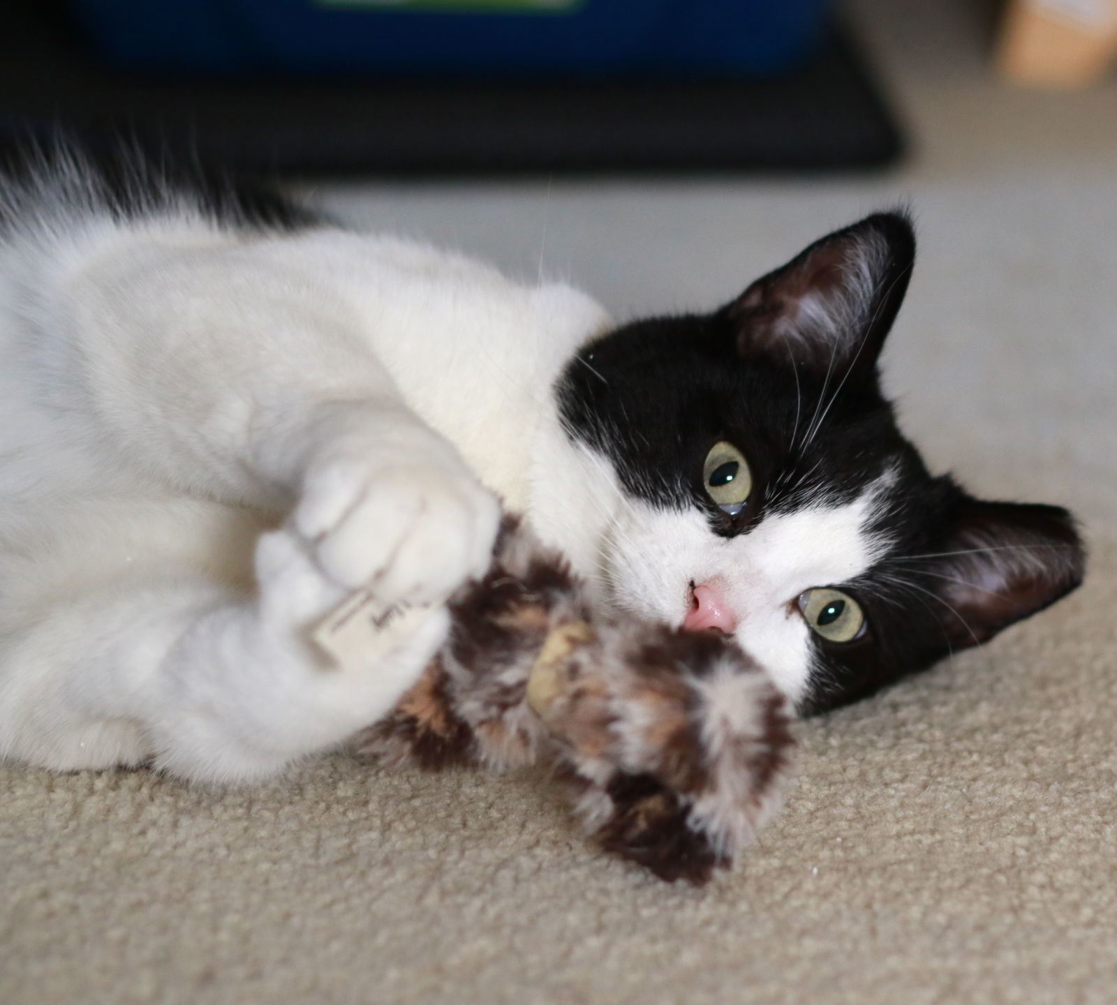 Mindy, an adoptable Domestic Short Hair, Tuxedo in Mankato, MN, 56001 | Photo Image 2