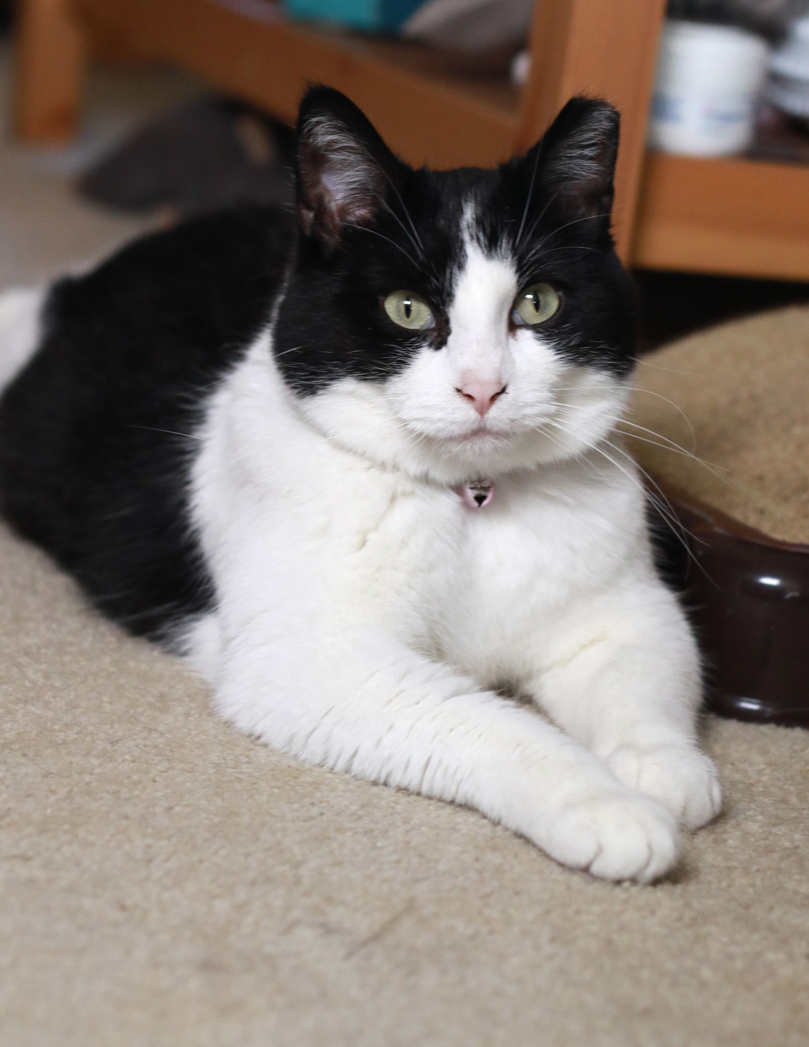 Mindy, an adoptable Domestic Short Hair, Tuxedo in Mankato, MN, 56001 | Photo Image 3