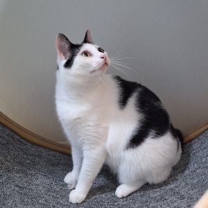 Rain, Adult Female Domestic Short Hair