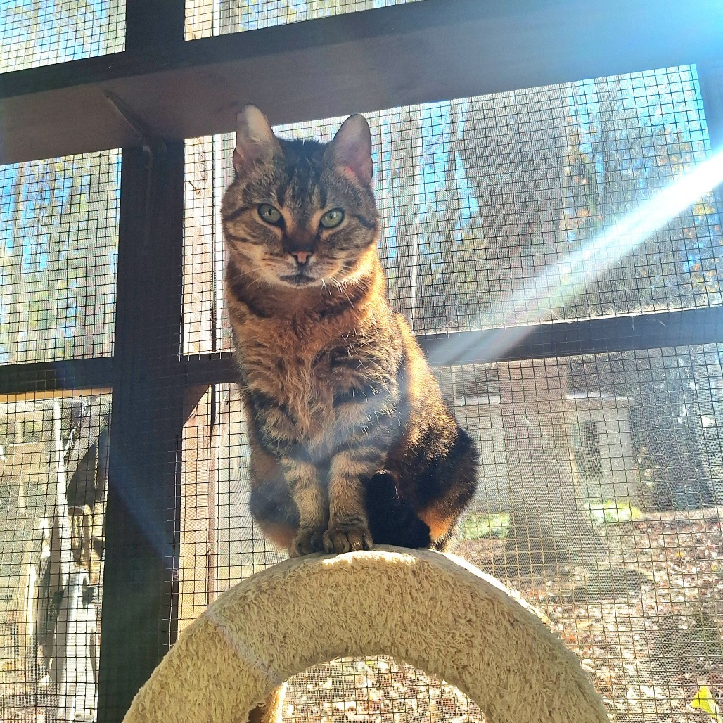 Munchkin