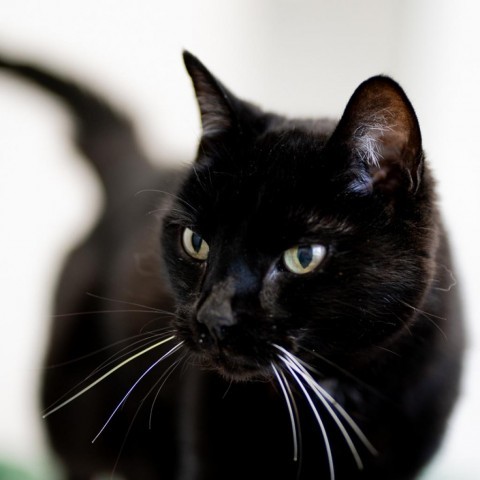 Kayla, an adoptable Domestic Short Hair in St. Helena, CA, 94574 | Photo Image 1