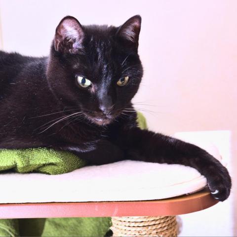 Kayla, an adoptable Domestic Short Hair in St. Helena, CA, 94574 | Photo Image 6