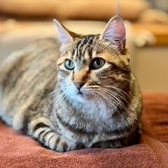 Tino Pai, an adoptable Domestic Short Hair in Salt Lake City, UT, 84106 | Photo Image 1