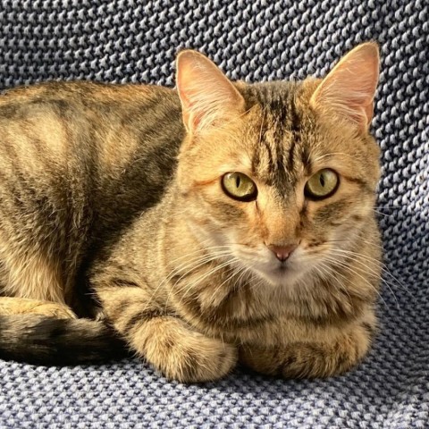 Tino Pai, an adoptable Domestic Short Hair in Salt Lake City, UT, 84106 | Photo Image 5