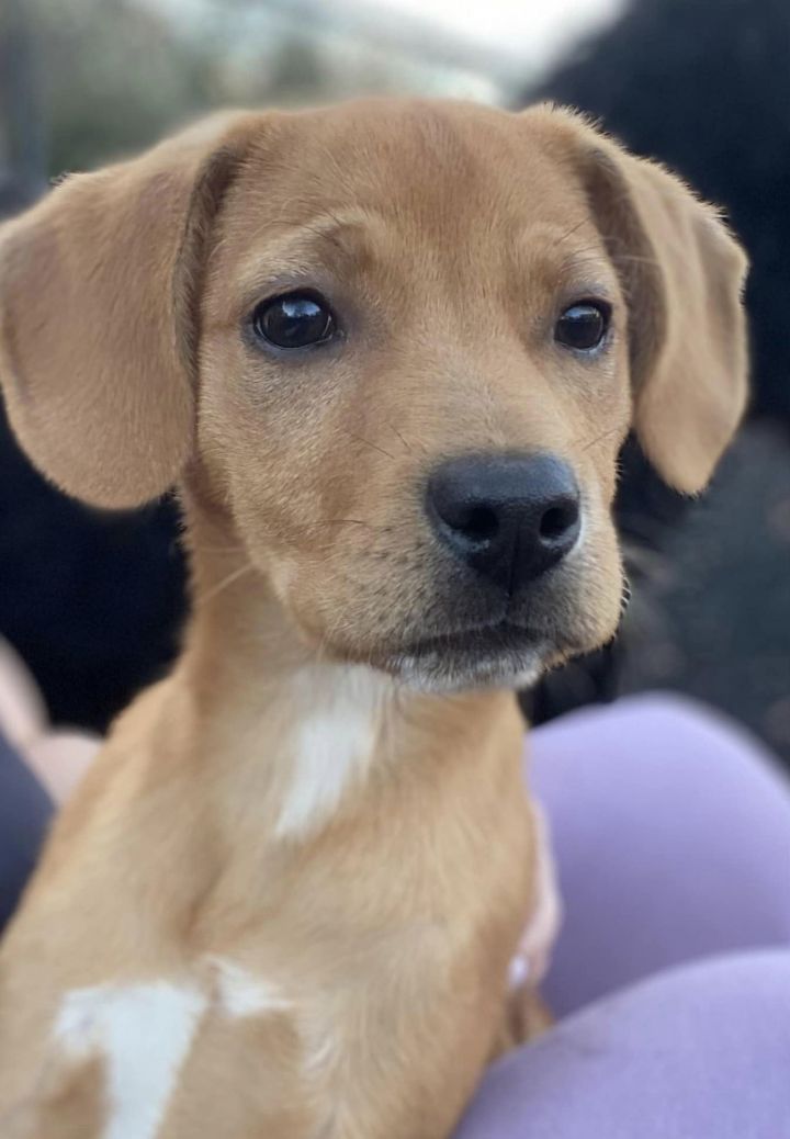 Setter terrier hot sale mix