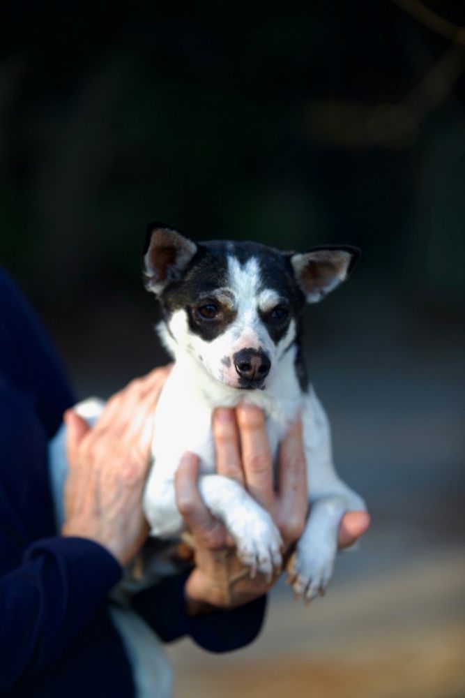 Dog for adoption Clementine, a Rat Terrier & Chihuahua Mix in San