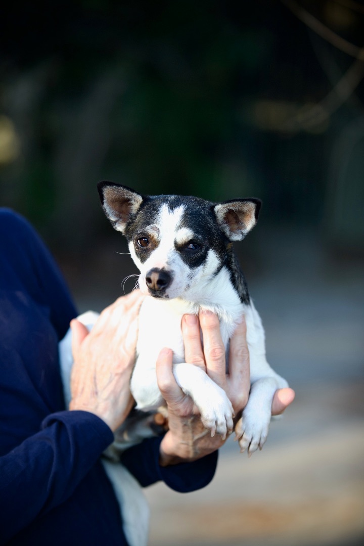 Dog for adoption Clementine, a Rat Terrier & Chihuahua Mix in San