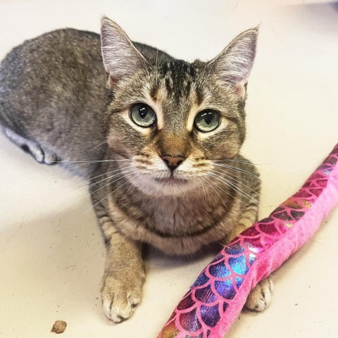 Rory Reading List, an adoptable Domestic Short Hair in Austin, TX, 78704 | Photo Image 1