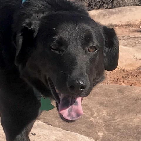 Shinobi, an adoptable Mixed Breed in Moab, UT, 84532 | Photo Image 2