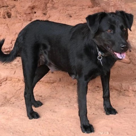 Shinobi, an adoptable Mixed Breed in Moab, UT, 84532 | Photo Image 3