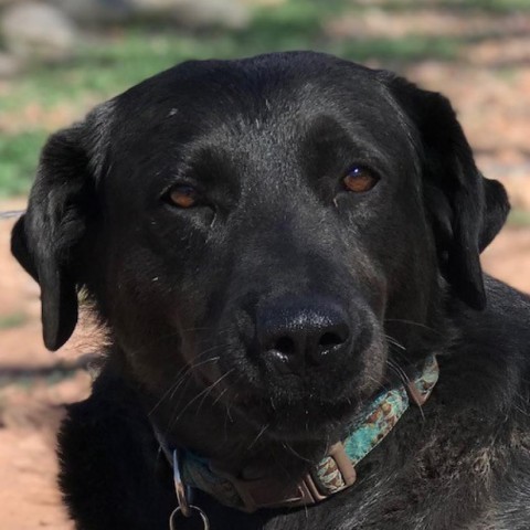 Shinobi, an adoptable Mixed Breed in Moab, UT, 84532 | Photo Image 4