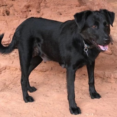 Shinobi, an adoptable Mixed Breed in Moab, UT, 84532 | Photo Image 5