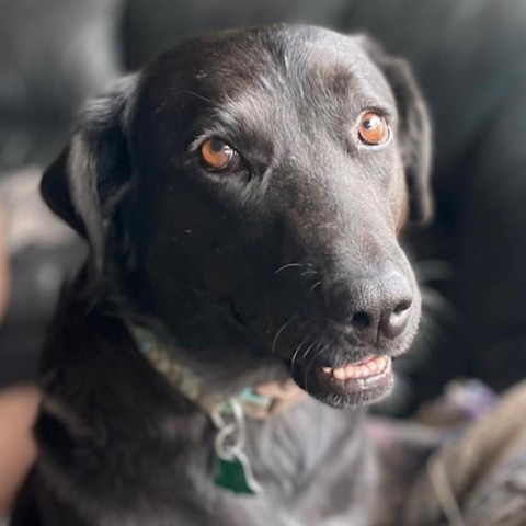 Shinobi, an adoptable Mixed Breed in Moab, UT, 84532 | Photo Image 5