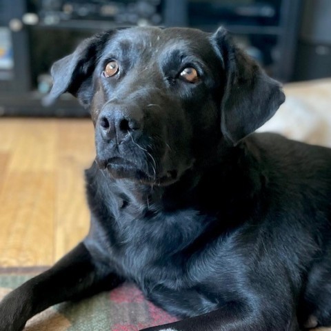 Shinobi, an adoptable Mixed Breed in Moab, UT, 84532 | Photo Image 6