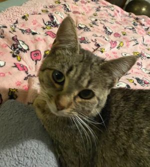 Cats for Adoption Near Santa Cruz CA Petfinder