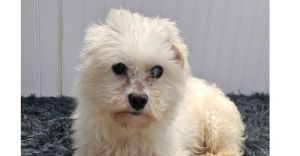 Meet Cupid - Cupid has done it again This warm hearted little man is full of