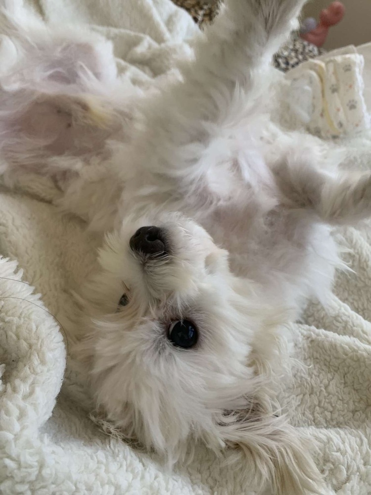 Cupid #1719, an adoptable Maltese in Studio City, CA, 91604 | Photo Image 2