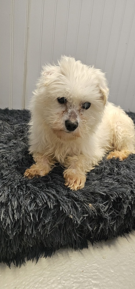 Cupid #1719, an adoptable Maltese in Studio City, CA, 91604 | Photo Image 3