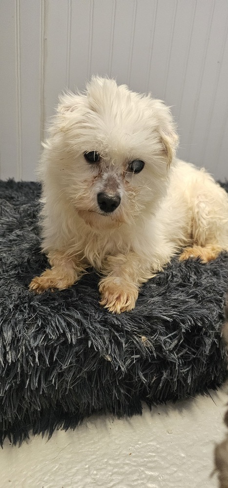 Cupid #1719, an adoptable Maltese in Studio City, CA, 91604 | Photo Image 3