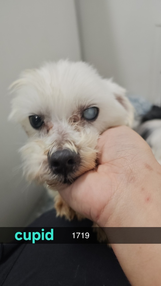 Cupid #1719, an adoptable Maltese in Studio City, CA, 91604 | Photo Image 4