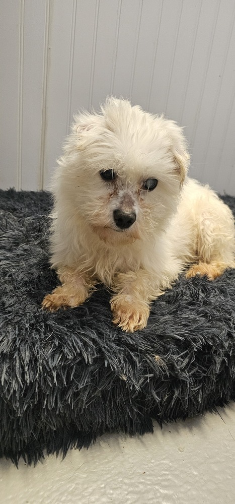 Cupid #1719, an adoptable Maltese in Studio City, CA, 91604 | Photo Image 4