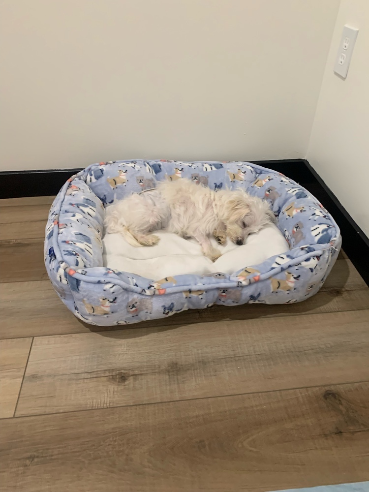 Cupid #1719, an adoptable Maltese in Studio City, CA, 91604 | Photo Image 6