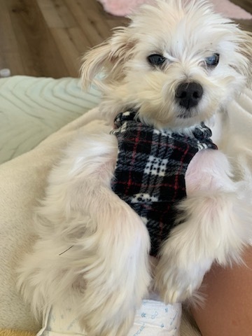 Cupid #1719, an adoptable Maltese in Studio City, CA, 91604 | Photo Image 6