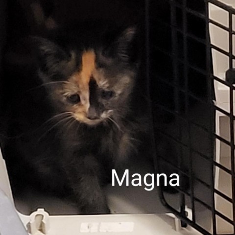Magna 4