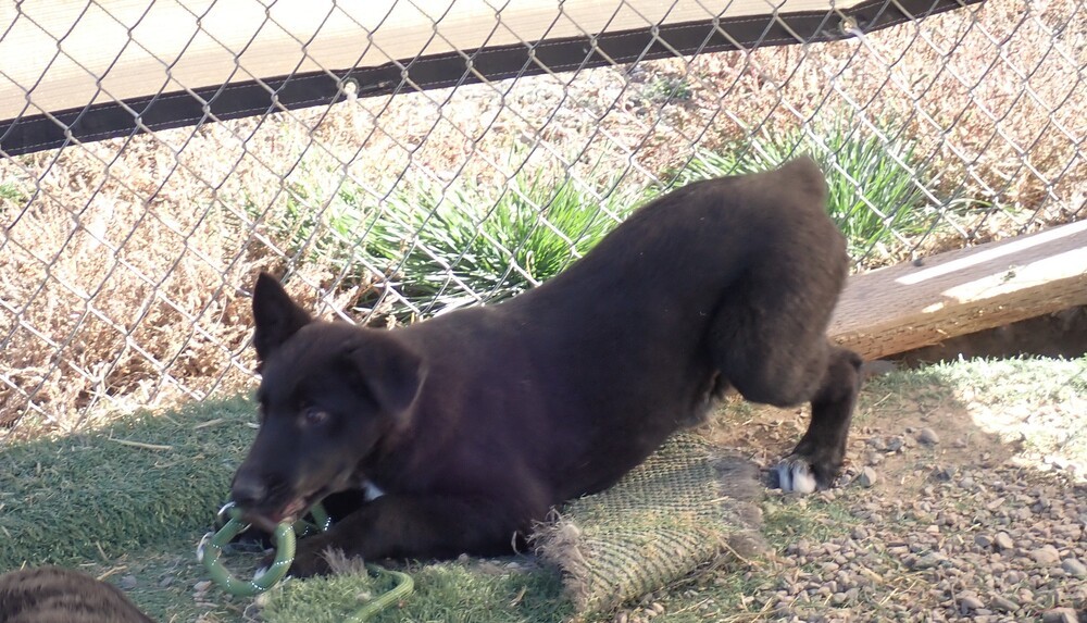 Purple (Ella), an adoptable German Shepherd Dog, Border Collie in Challis, ID, 83226 | Photo Image 3