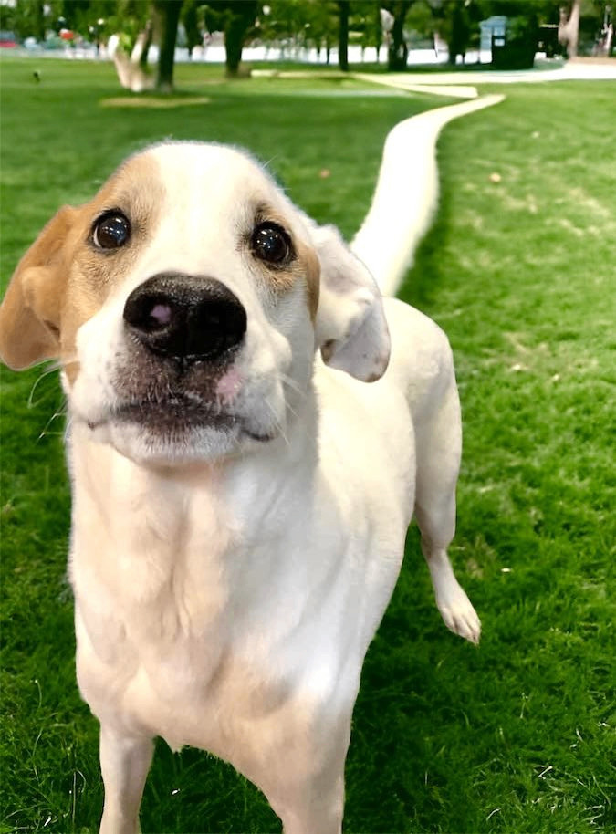 Golden retriever best sale pointer mix