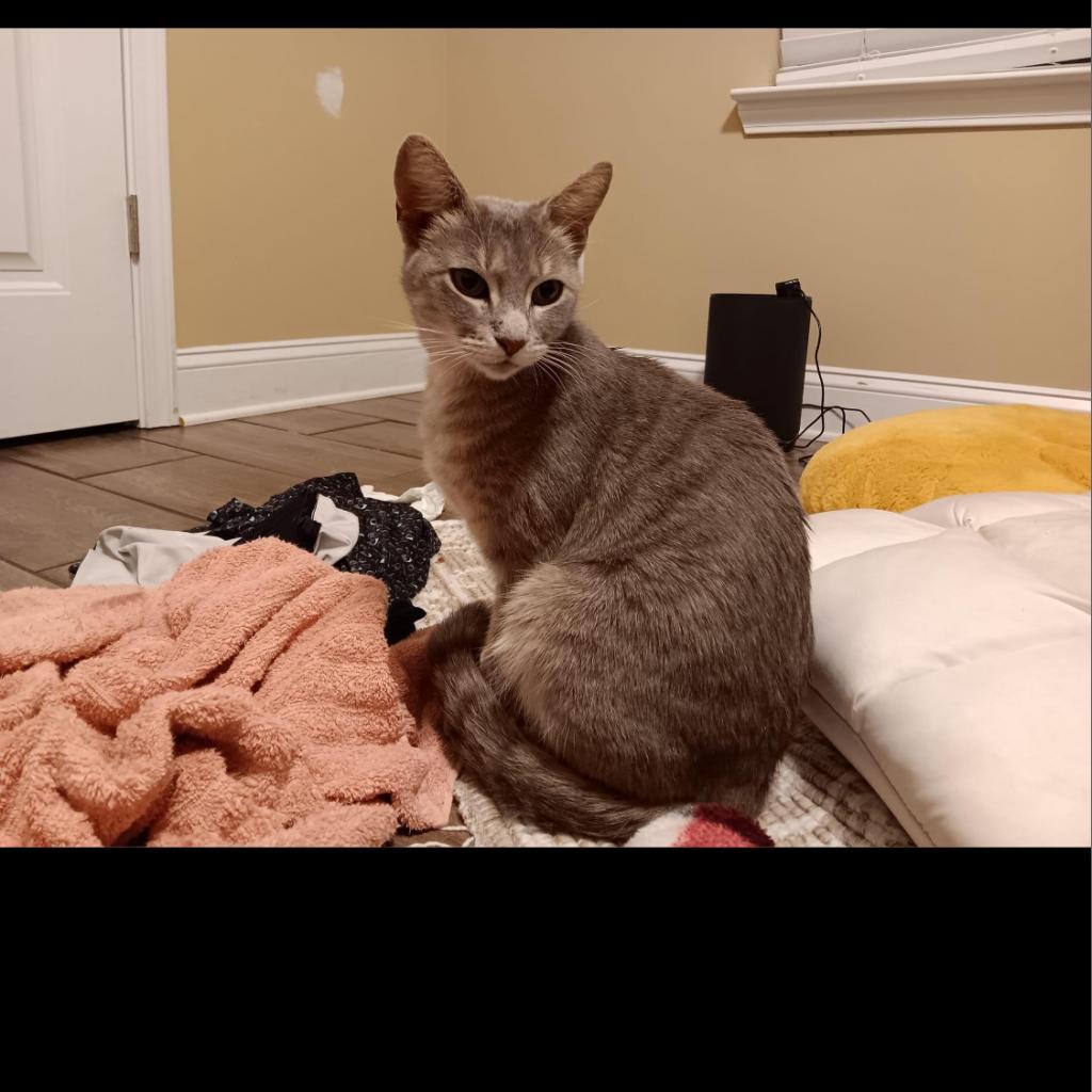 Harriet Ford, an adoptable Domestic Short Hair in Hinesville, GA, 31313 | Photo Image 1