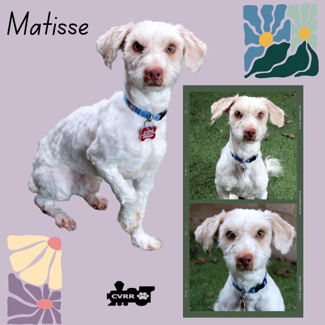 Matisse (Ritzy)