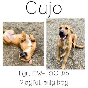 Cujo