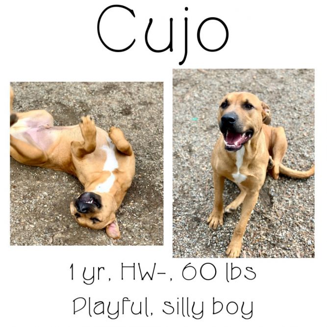 Cujo