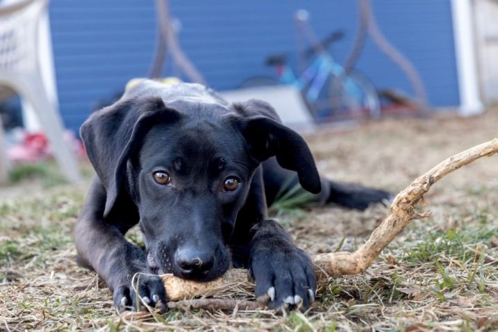 Pat 2024 labrador puppies