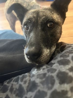 This girl where do we even start Athena is one of those dogs who will completely steal your heart 