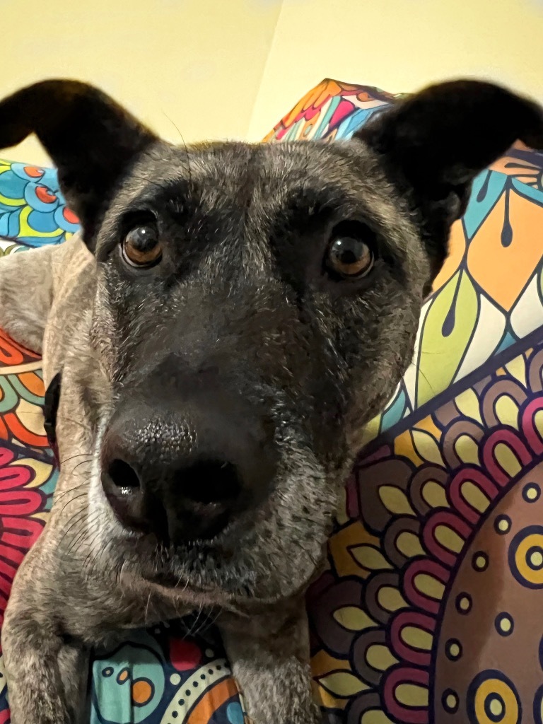 Athena, an adoptable Labrador Retriever, Pit Bull Terrier in Vashon, WA, 98070 | Photo Image 2