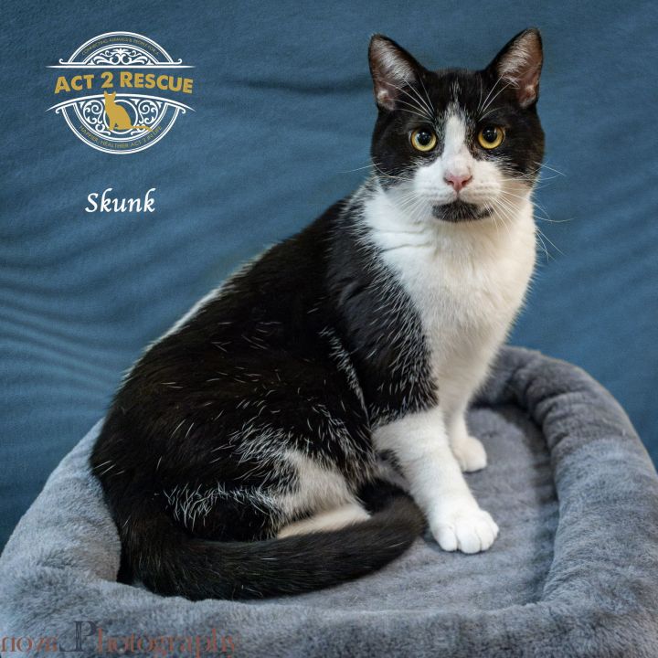 Skunk 1